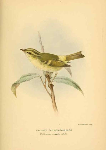 Reproducción/Reproduction 10036318166: Coloured figures of the birds of the British Islands / issued by Lord Lilford.. London :R. H. Porter,1885-1897.