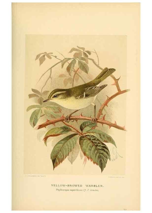 Reproducción/Reproduction 10036299295: Coloured figures of the birds of the British Islands / issued by Lord Lilford.. London :R. H. Porter,1885-1897.