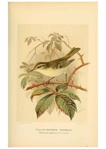 Reproducción/Reproduction 10036299295: Coloured figures of the birds of the British Islands / issued by Lord Lilford.. London :R. H. Porter,1885-1897.