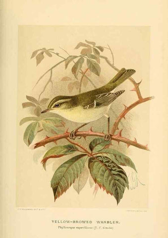 Reproducción/Reproduction 10036299295: Coloured figures of the birds of the British Islands / issued by Lord Lilford.. London :R. H. Porter,1885-1897.