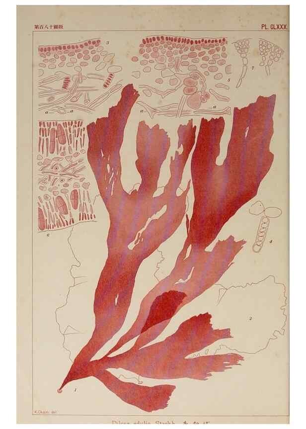 Reproducción/Reproduction 9935845416: Icones of Japanese algae.. Tokyo,Kazamashobo[1907-1942]