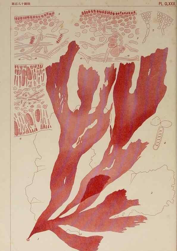 Reproducción/Reproduction 9935845416: Icones of Japanese algae.. Tokyo,Kazamashobo[1907-1942]