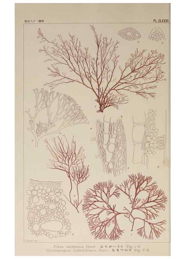 Reproducción/Reproduction 9935850376: Icones of Japanese algae.. Tokyo,Kazamashobo[1907-1942]