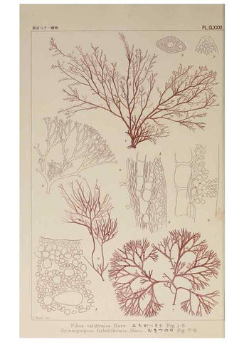 Reproducción/Reproduction 9935850376: Icones of Japanese algae.. Tokyo,Kazamashobo[1907-1942]