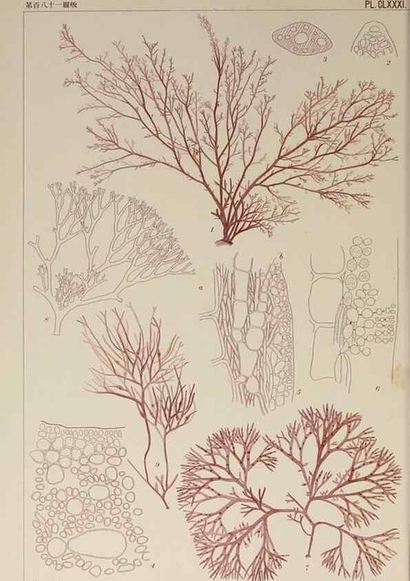 Reproducción/Reproduction 9935850376: Icones of Japanese algae.. Tokyo,Kazamashobo[1907-1942]