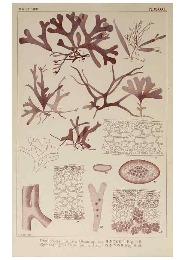 Reproducción/Reproduction 9935974703: Icones of Japanese algae.. Tokyo,Kazamashobo[1907-1942]
