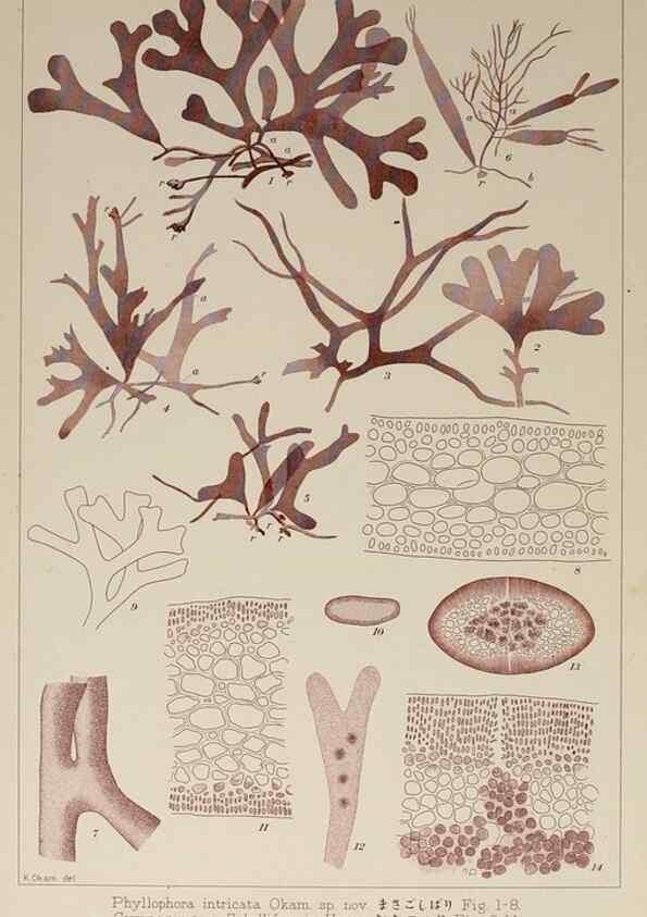 Reproducción/Reproduction 9935974703: Icones of Japanese algae.. Tokyo,Kazamashobo[1907-1942]