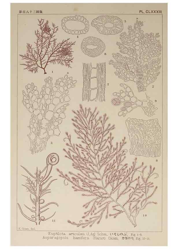Reproducción/Reproduction 9935884464: Icones of Japanese algae.. Tokyo,Kazamashobo[1907-1942]