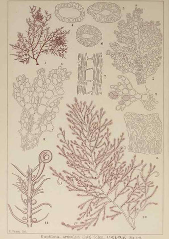 Reproducción/Reproduction 9935884464: Icones of Japanese algae.. Tokyo,Kazamashobo[1907-1942]
