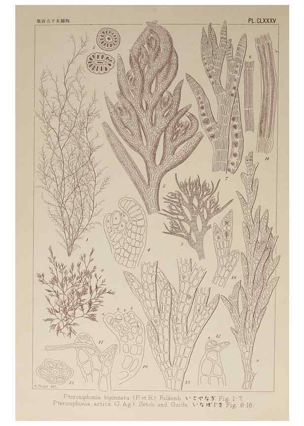 Reproducción/Reproduction 9935869476: Icones of Japanese algae.. Tokyo,Kazamashobo[1907-1942]