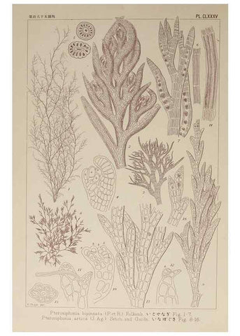 Reproducción/Reproduction 9935869476: Icones of Japanese algae.. Tokyo,Kazamashobo[1907-1942]