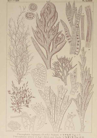 Reproducción/Reproduction 9935869476: Icones of Japanese algae.. Tokyo,Kazamashobo[1907-1942]