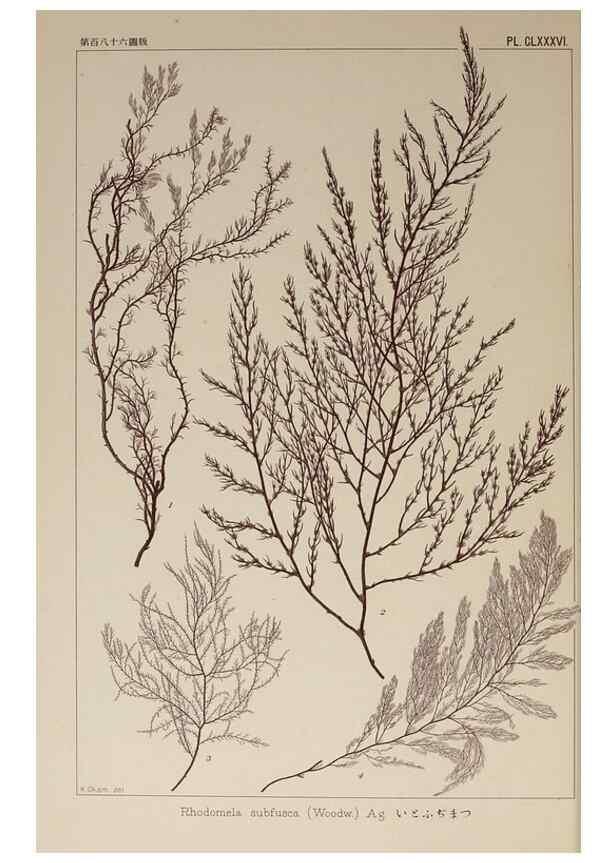 Reproducción/Reproduction 9935865765: Icones of Japanese algae.. Tokyo,Kazamashobo[1907-1942]
