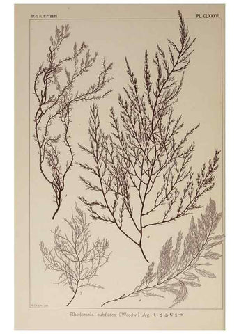 Reproducción/Reproduction 9935865765: Icones of Japanese algae.. Tokyo,Kazamashobo[1907-1942]