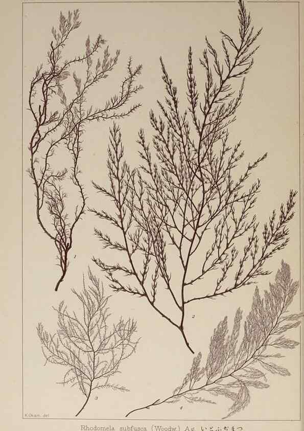 Reproducción/Reproduction 9935865765: Icones of Japanese algae.. Tokyo,Kazamashobo[1907-1942]