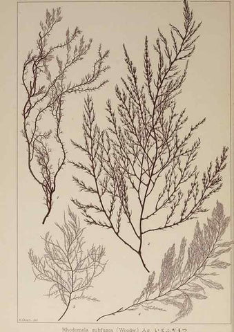 Reproducción/Reproduction 9935865765: Icones of Japanese algae.. Tokyo,Kazamashobo[1907-1942]