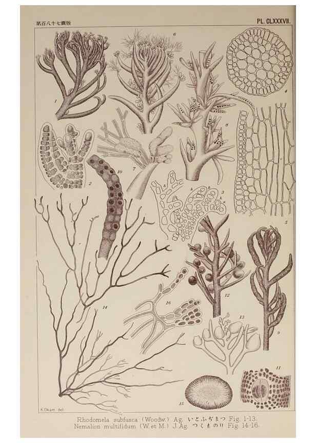 Reproducción/Reproduction 9935904154: Icones of Japanese algae.. Tokyo,Kazamashobo[1907-1942]