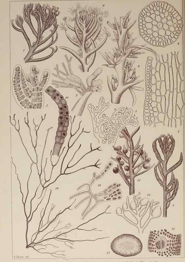 Reproducción/Reproduction 9935904154: Icones of Japanese algae.. Tokyo,Kazamashobo[1907-1942]