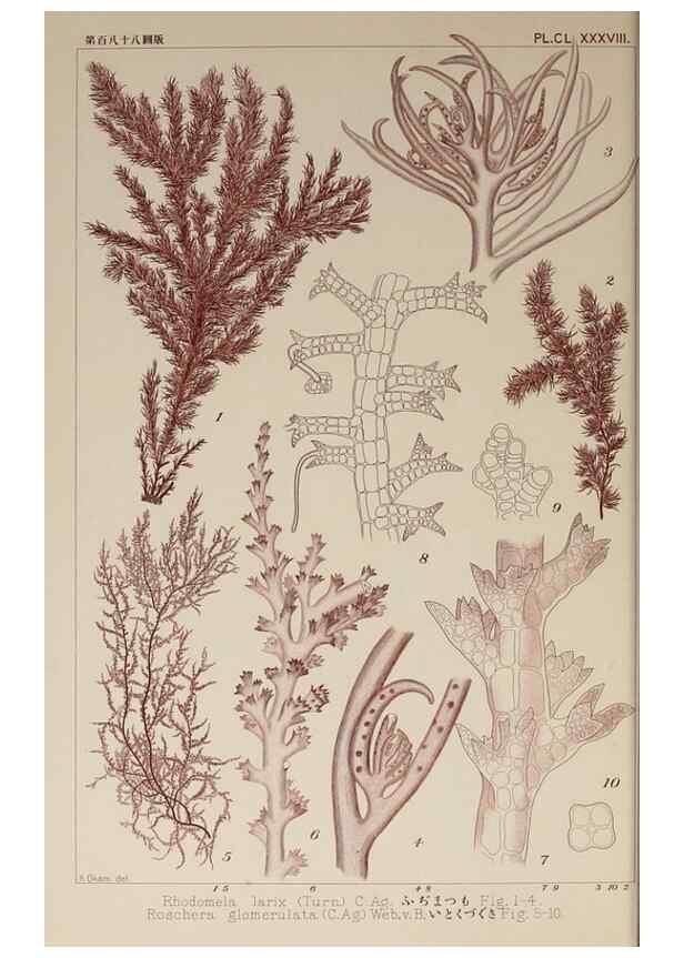 Reproducción/Reproduction 9936003913: Icones of Japanese algae.. Tokyo,Kazamashobo[1907-1942]