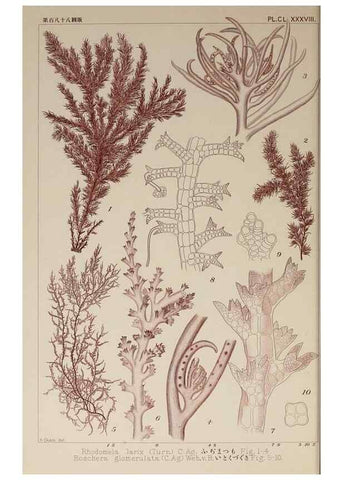 Reproducción/Reproduction 9936003913: Icones of Japanese algae.. Tokyo,Kazamashobo[1907-1942]