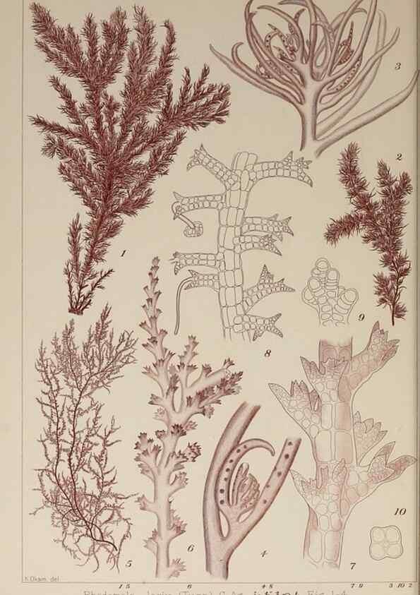 Reproducción/Reproduction 9936003913: Icones of Japanese algae.. Tokyo,Kazamashobo[1907-1942]