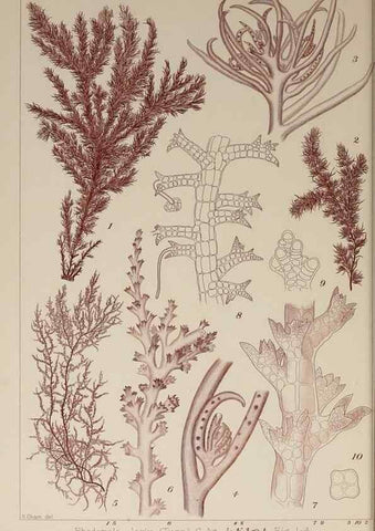 Reproducción/Reproduction 9936003913: Icones of Japanese algae.. Tokyo,Kazamashobo[1907-1942]