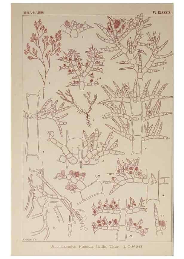 Reproducción/Reproduction 9935880725: Icones of Japanese algae.. Tokyo,Kazamashobo[1907-1942]