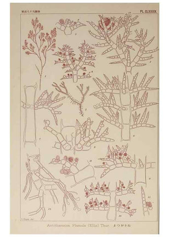 Reproducción/Reproduction 9935880725: Icones of Japanese algae.. Tokyo,Kazamashobo[1907-1942]