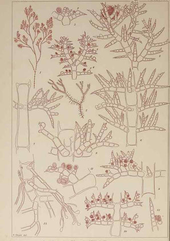 Reproducción/Reproduction 9935880725: Icones of Japanese algae.. Tokyo,Kazamashobo[1907-1942]