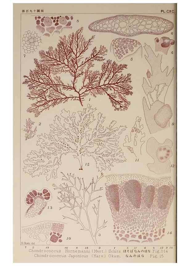Reproducción/Reproduction 9936014353: Icones of Japanese algae.. Tokyo,Kazamashobo[1907-1942]