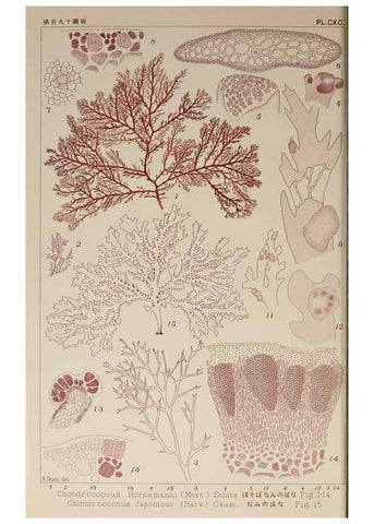 Reproducción/Reproduction 9936014353: Icones of Japanese algae.. Tokyo,Kazamashobo[1907-1942]