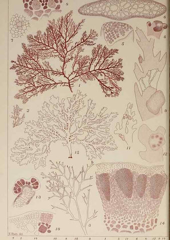 Reproducción/Reproduction 9936014353: Icones of Japanese algae.. Tokyo,Kazamashobo[1907-1942]