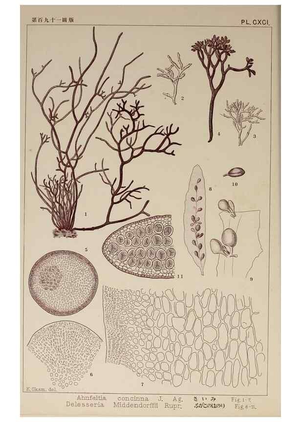 Reproducción/Reproduction 9936020113: Icones of Japanese algae.. Tokyo,Kazamashobo[1907-1942]