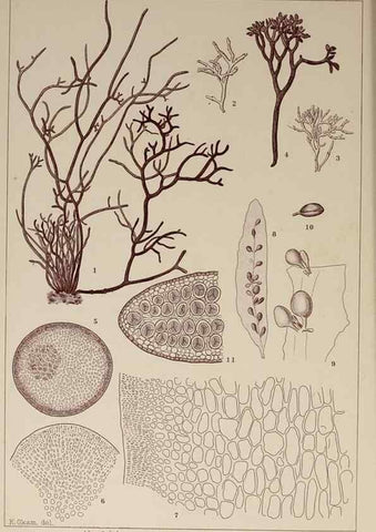 Reproducción/Reproduction 9936020113: Icones of Japanese algae.. Tokyo,Kazamashobo[1907-1942]