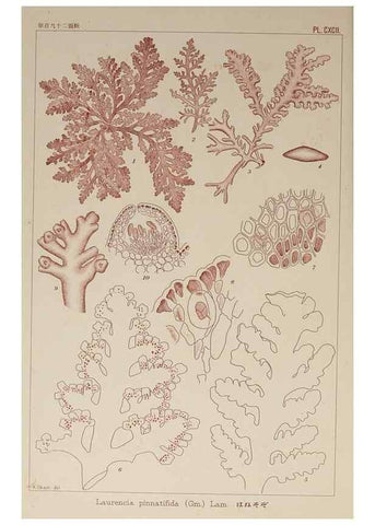 Reproducción/Reproduction 9935896925: Icones of Japanese algae.. Tokyo,Kazamashobo[1907-1942]