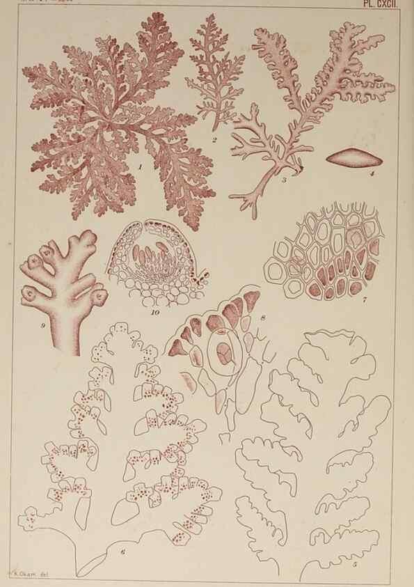 Reproducción/Reproduction 9935896925: Icones of Japanese algae.. Tokyo,Kazamashobo[1907-1942]