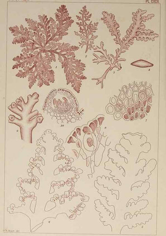 Reproducción/Reproduction 9935896925: Icones of Japanese algae.. Tokyo,Kazamashobo[1907-1942]