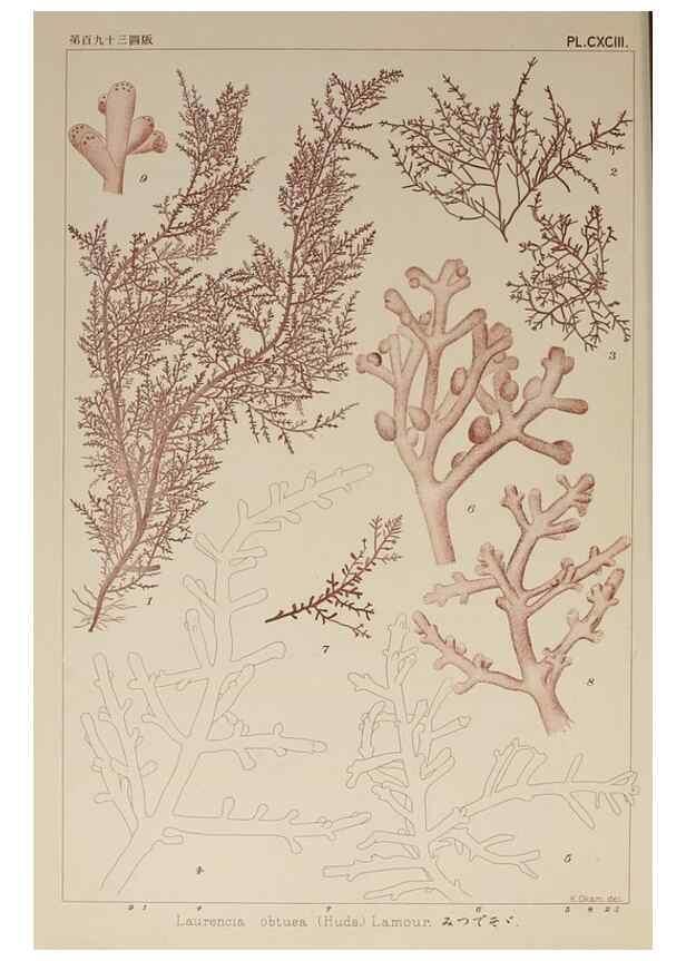 Reproducción/Reproduction 9935902035: Icones of Japanese algae.. Tokyo,Kazamashobo[1907-1942]