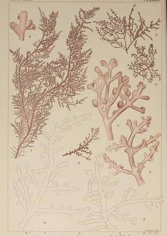Reproducción/Reproduction 9935902035: Icones of Japanese algae.. Tokyo,Kazamashobo[1907-1942]