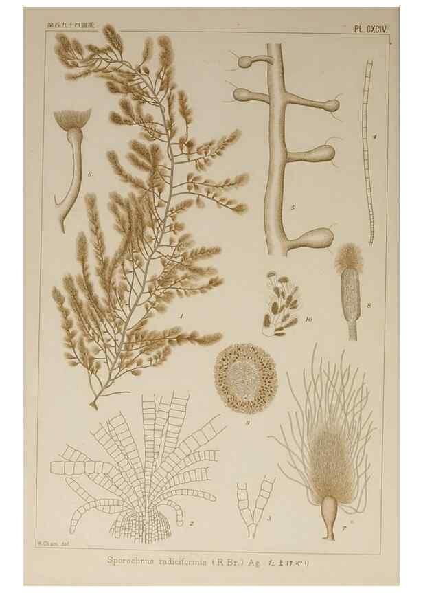 Reproducción/Reproduction 9935916266: Icones of Japanese algae.. Tokyo,Kazamashobo[1907-1942]