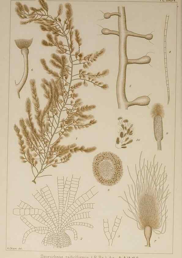 Reproducción/Reproduction 9935916266: Icones of Japanese algae.. Tokyo,Kazamashobo[1907-1942]