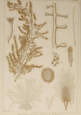 Reproducción/Reproduction 9935916266: Icones of Japanese algae.. Tokyo,Kazamashobo[1907-1942]