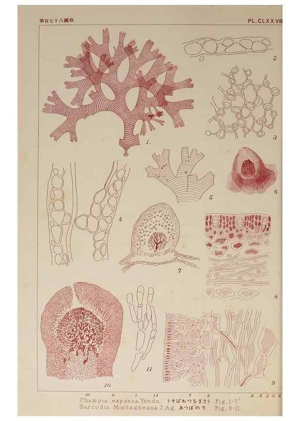 Reproducción/Reproduction 9935954463: Icones of Japanese algae.. Tokyo,Kazamashobo[1907-1942]