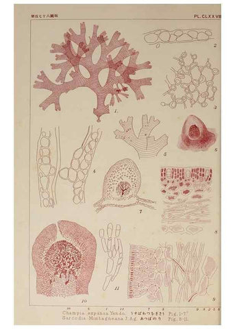 Reproducción/Reproduction 9935954463: Icones of Japanese algae.. Tokyo,Kazamashobo[1907-1942]