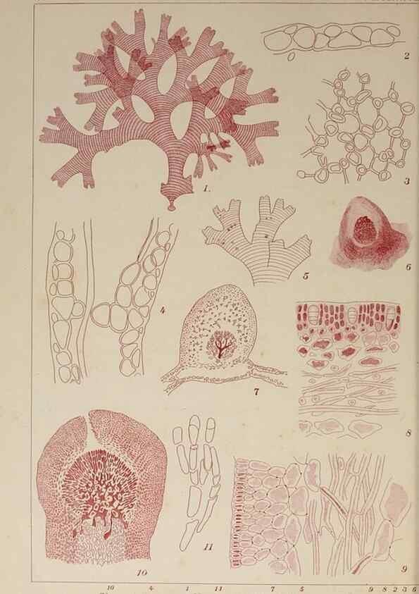 Reproducción/Reproduction 9935954463: Icones of Japanese algae.. Tokyo,Kazamashobo[1907-1942]