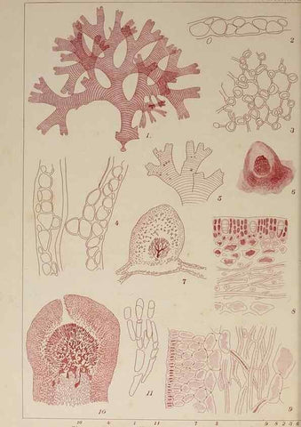 Reproducción/Reproduction 9935954463: Icones of Japanese algae.. Tokyo,Kazamashobo[1907-1942]