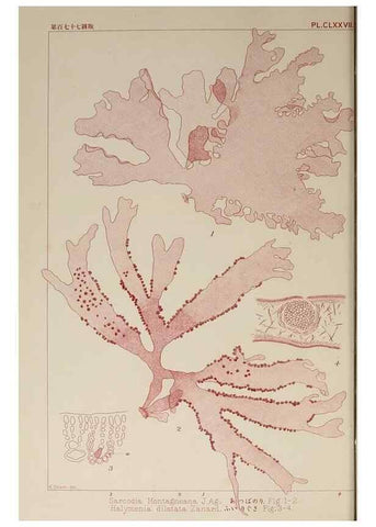 Reproducción/Reproduction 9935853334: Icones of Japanese algae.. Tokyo,Kazamashobo[1907-1942]