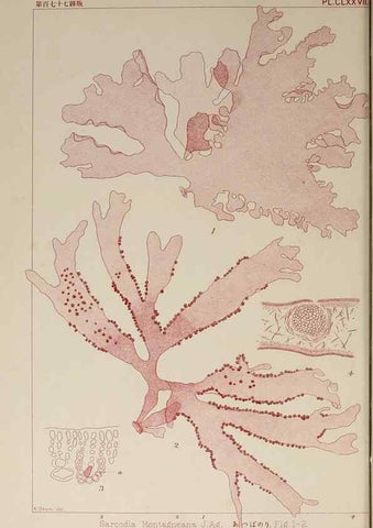 Reproducción/Reproduction 9935853334: Icones of Japanese algae.. Tokyo,Kazamashobo[1907-1942]