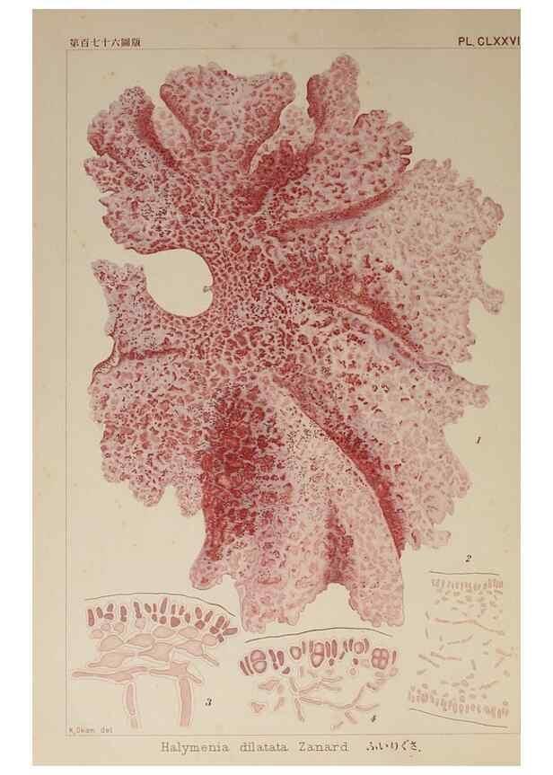 Reproducción/Reproduction 9935825876: Icones of Japanese algae.. Tokyo,Kazamashobo[1907-1942]
