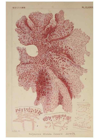 Reproducción/Reproduction 9935825876: Icones of Japanese algae.. Tokyo,Kazamashobo[1907-1942]